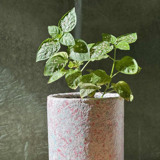 27/11 - Eco-création de pots à plantes en papier recyclé