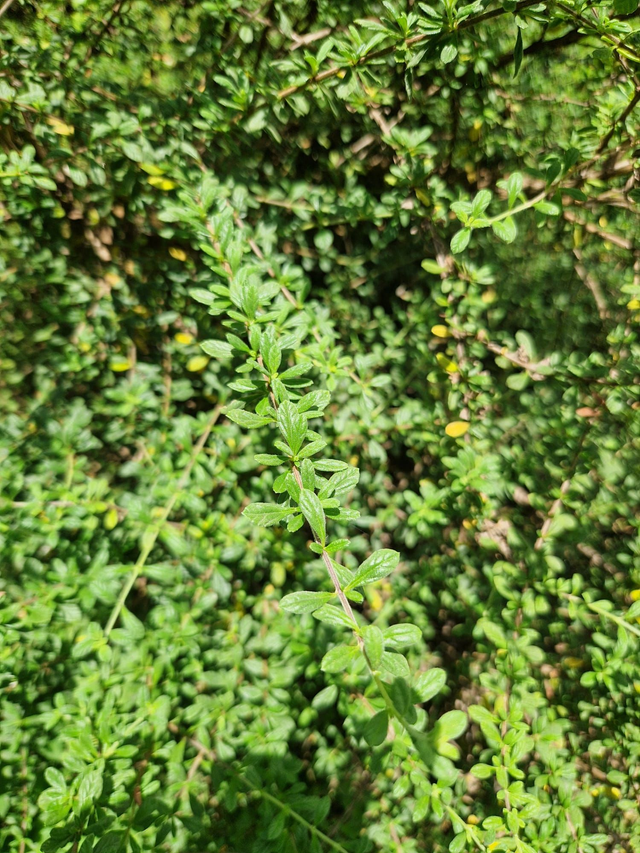 thym cayenne bio- 30g