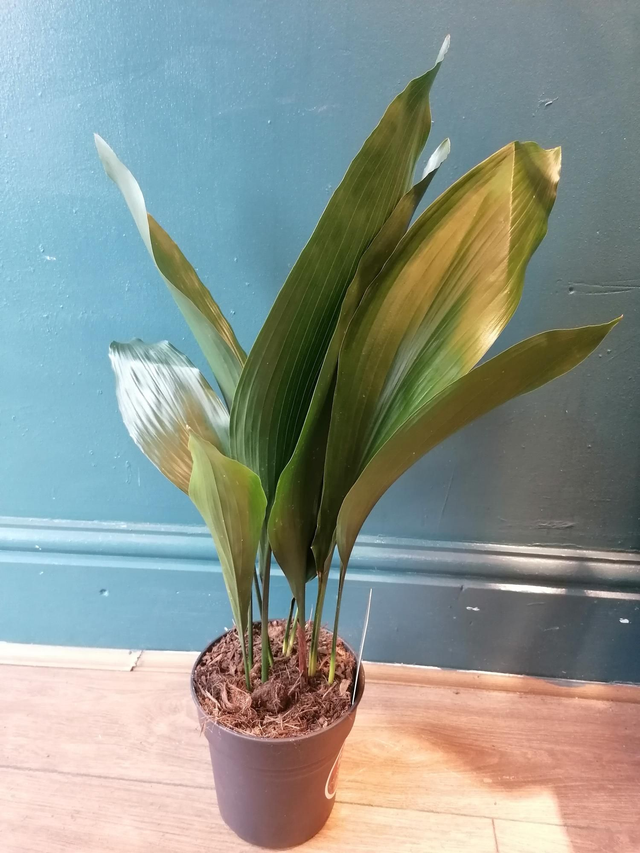 Aspidistra in 15cm pot 60cm tall