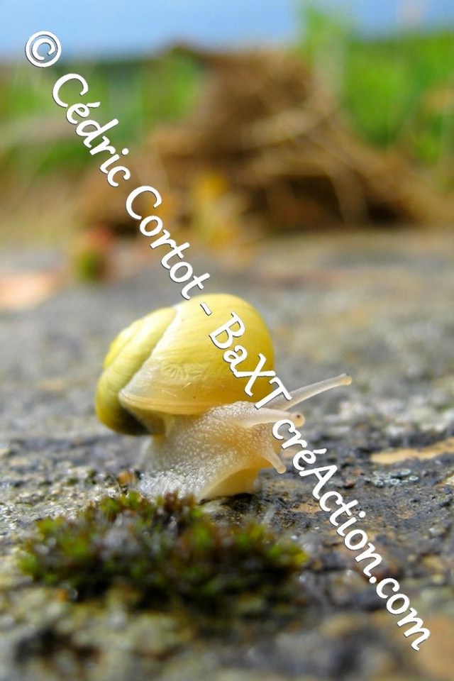 Impression sur alu dibond - Le petit monde du Vivant (ref Esc (4))