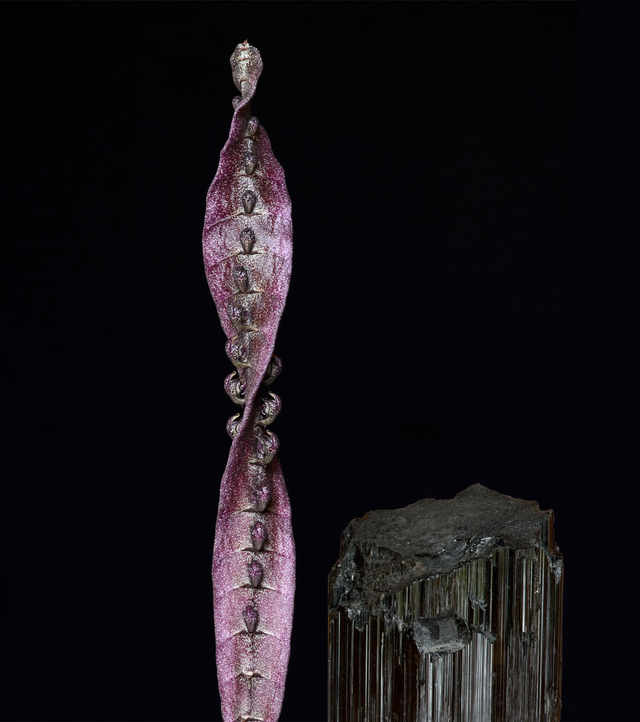 Spiral of Light Essence