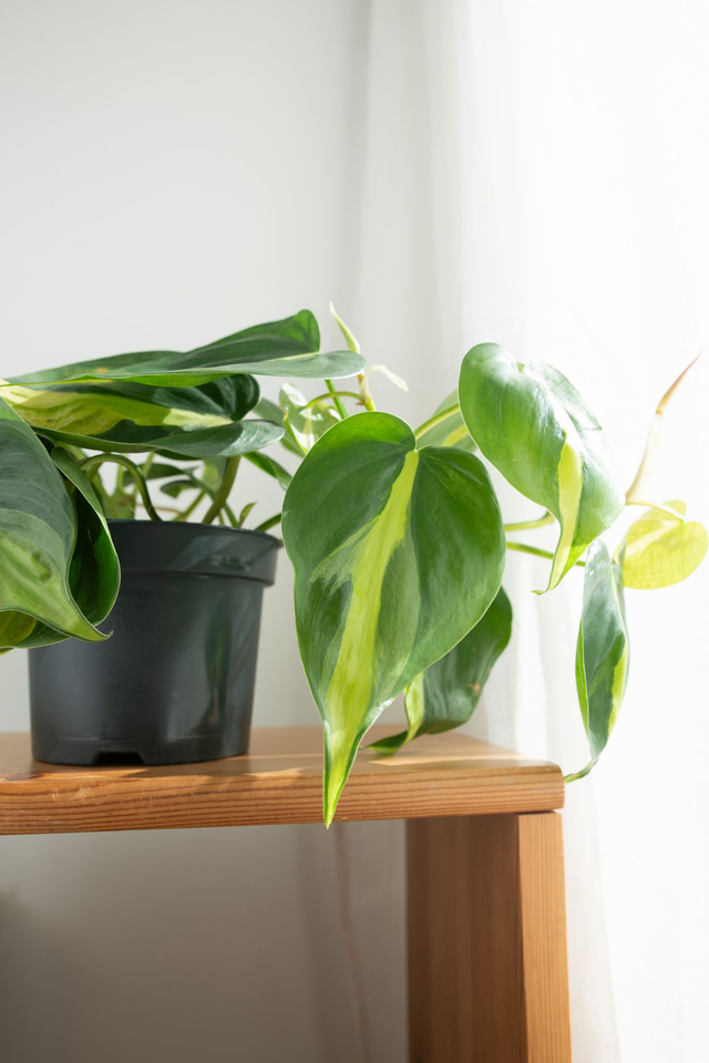 Philodendron Scandens ‘Brasil’ 🌿