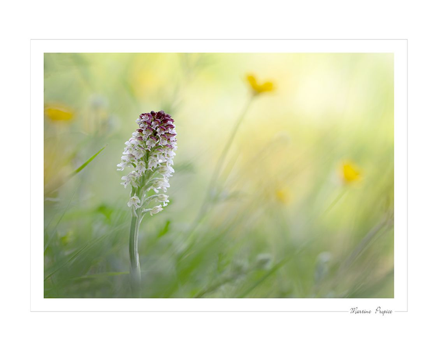 C217 - Orchis brûlé