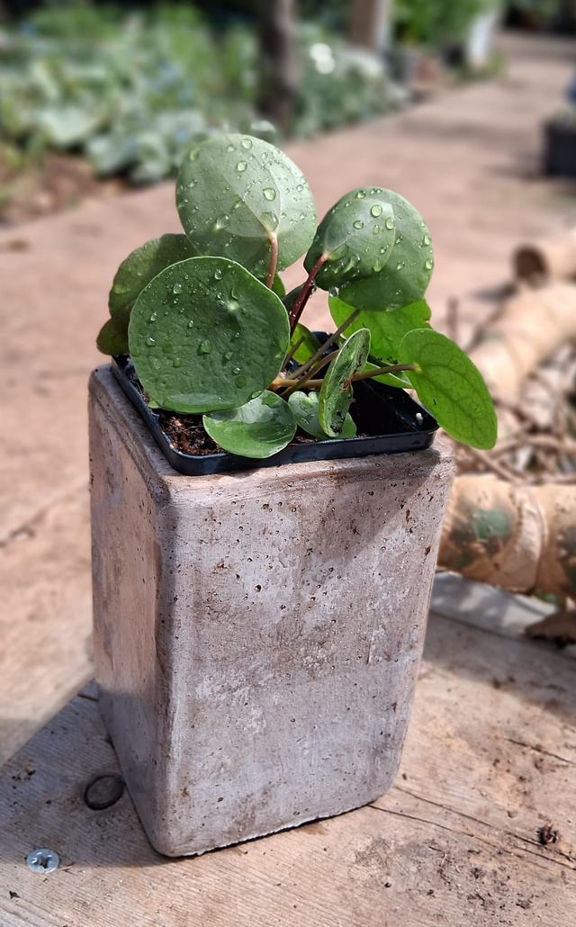 S07 . Pilea peperomioides in Cubo Etrusco 15