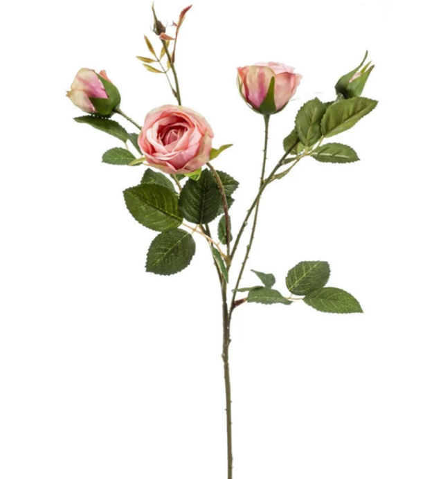 Rose peggy spray 60cm pink