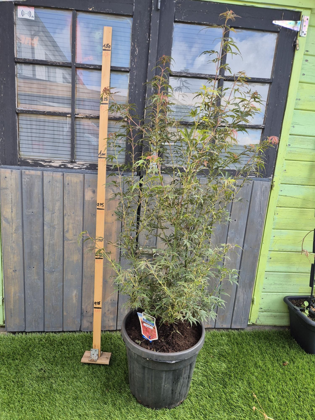 Érable Jerre Schwartz conteneur 25L