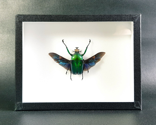 Dicronorhina derbyana 