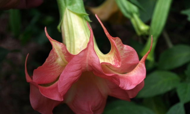 Eņģeļtaure "SB Marquise de Anges"