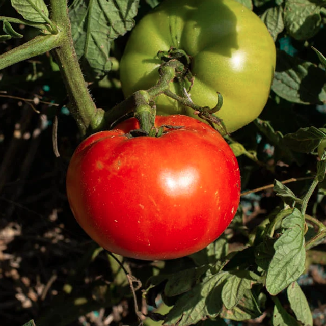 Tomate ronde rouge Saint Pierre