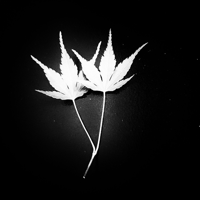 Konoha (Feuille d’arbre) 