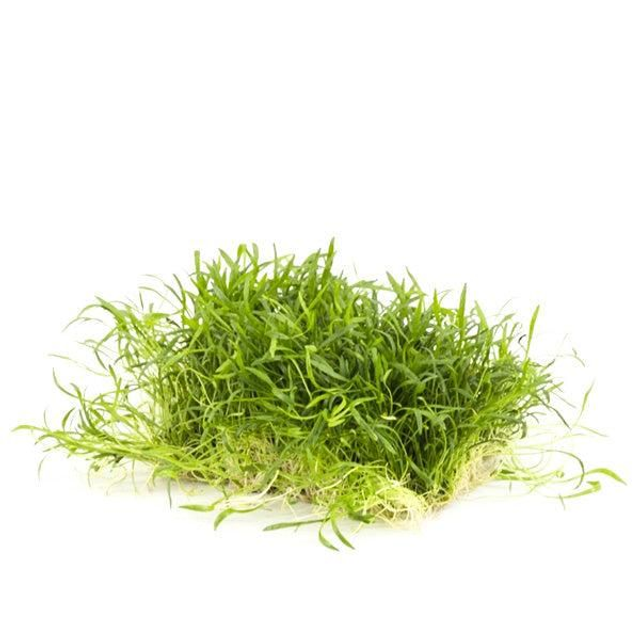 Lilaeopsis op matje 10x15cm 6090939566573