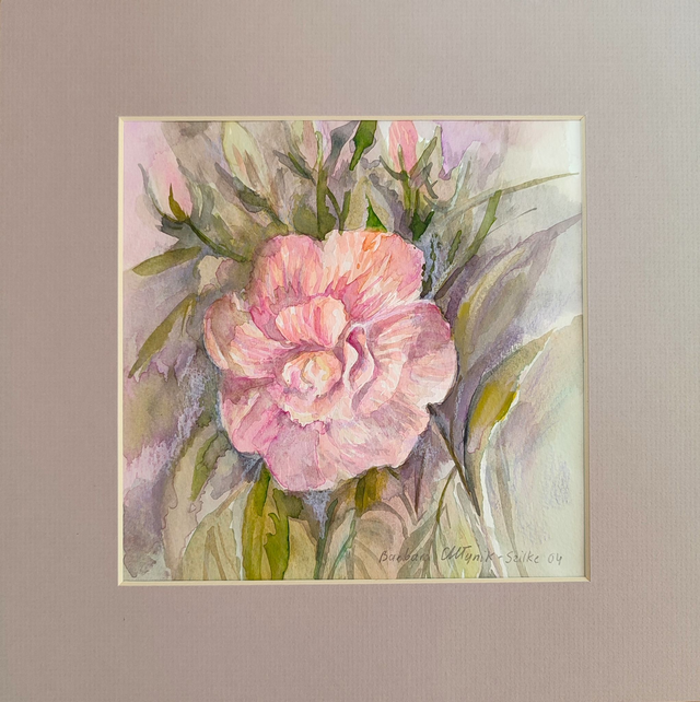 Róża chińska, 30x30 (20x20 w świetle passe-partout) akwarela