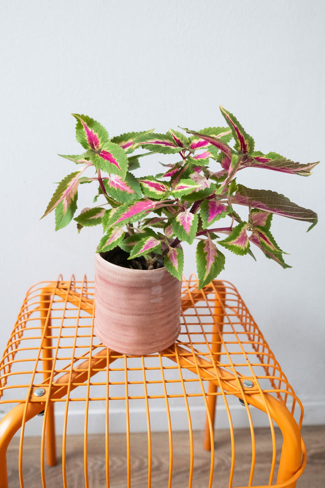 Pot vieux rose 🧩 Mix &amp; Match