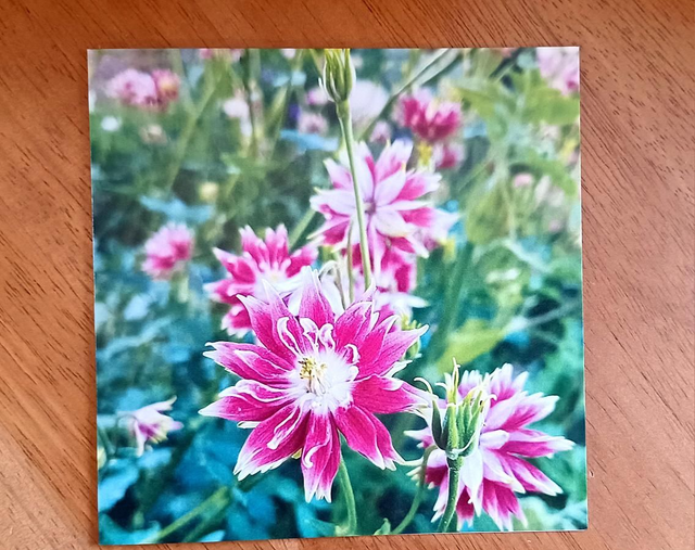 Aquilegia Nora Barlow