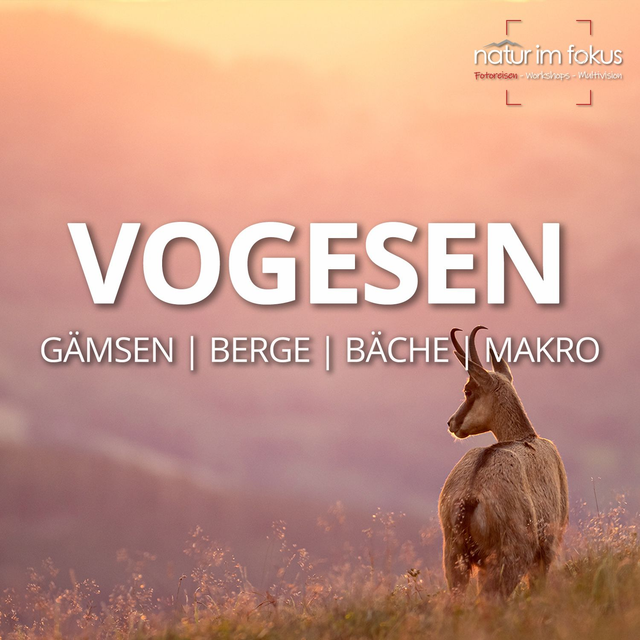 Anzahlung Fotoreise VOGESEN – Naturfotografie Frühjahr – 14.-17.05.2026