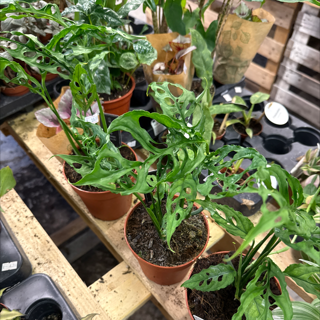 Monstera Oblica Peru (Plante rare)