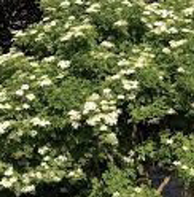 Sureau Noir AB Pot 1L