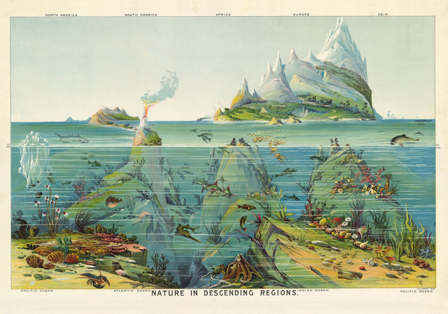 Nature in descending regions A1