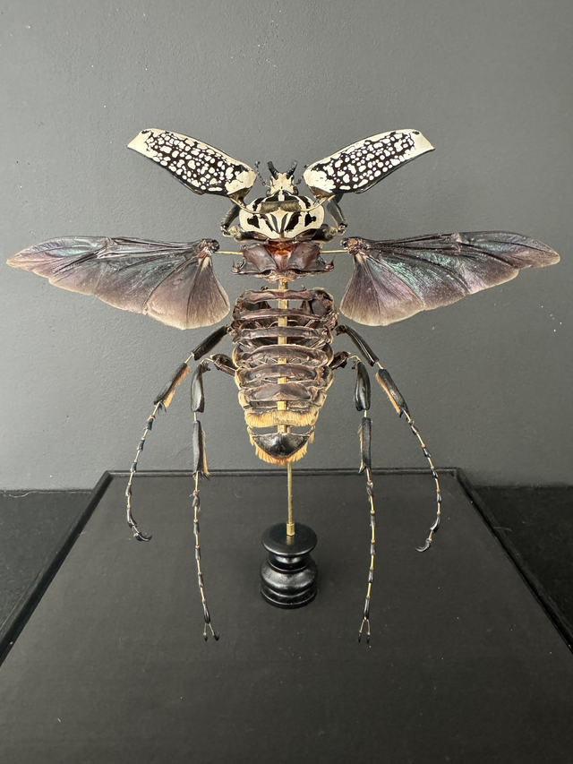 Eclaté de Goliath sous vitrine carré 