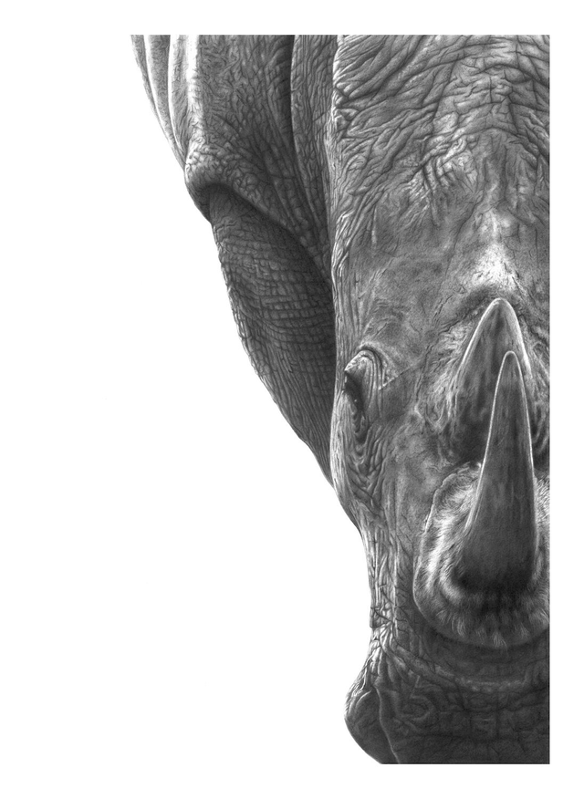 Rhino Limited Edition Print