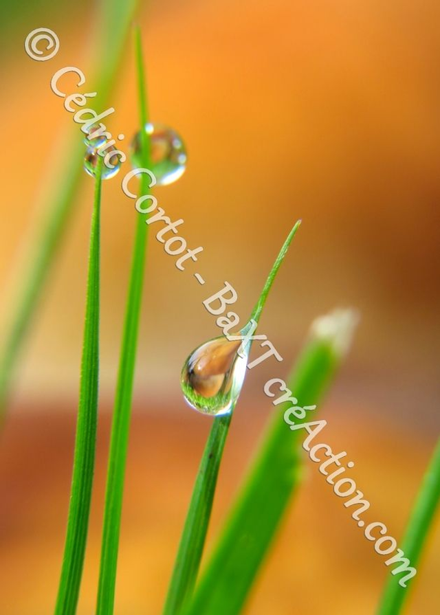 1 - Carte postale - Rosée et gouttes de pluie (Ref 7637)