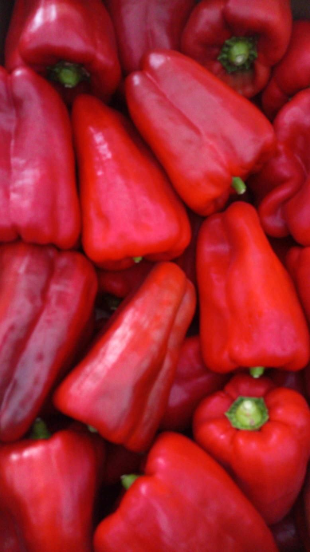 Pimiento Lamuyo Rojo