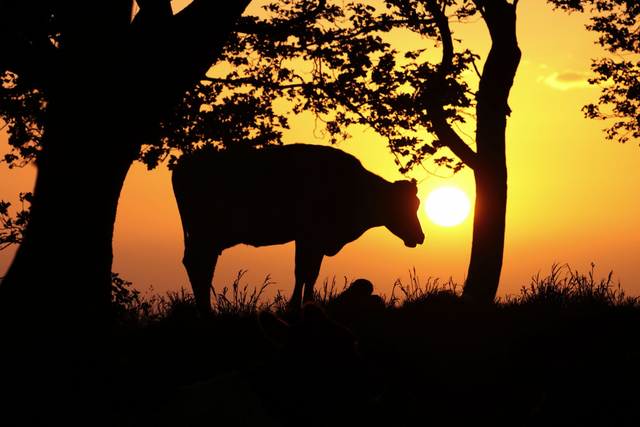 "Moovelous Sunrise" Print 