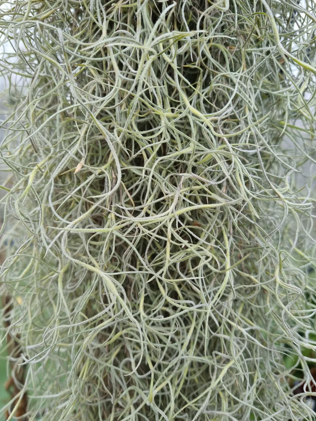 Tillandsia usneoides vert feuilles épaisses