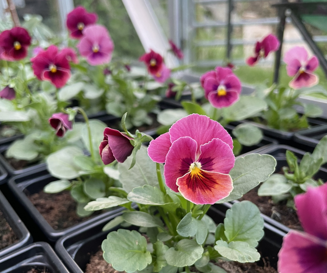Viola Penny Rose Blotch