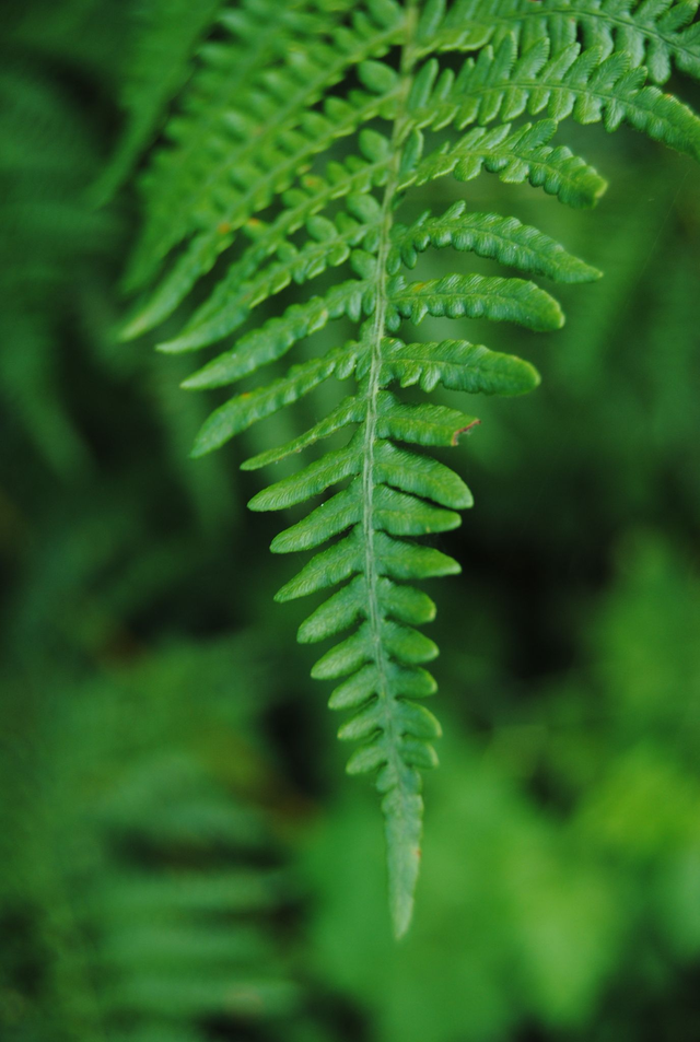 Collier en argent - feuille de fougère – pièce unique