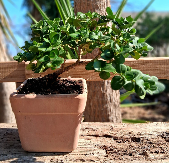 L30 . Carissa macrocarpa in vaso Quadro Arena