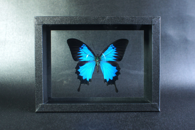 Papilio ulysses (DV)