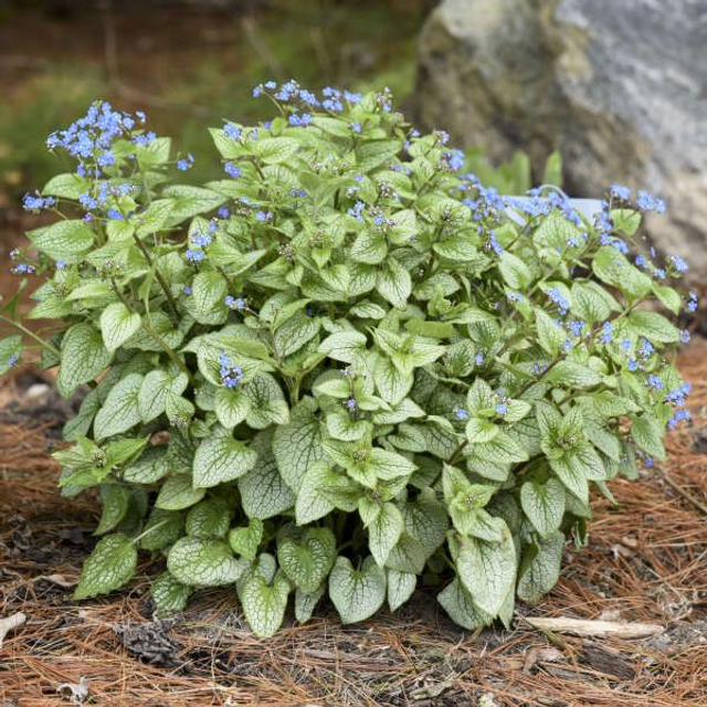 A09 . Brunnera macrophylla 'Silver Spear'