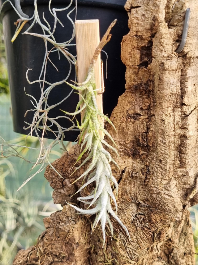 Tillandsia stellifera