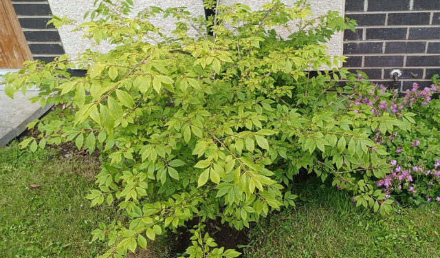 Euonymus alata