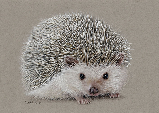 Pygmy Hedgehog 