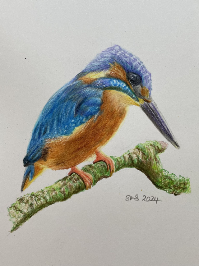 Kingfisher