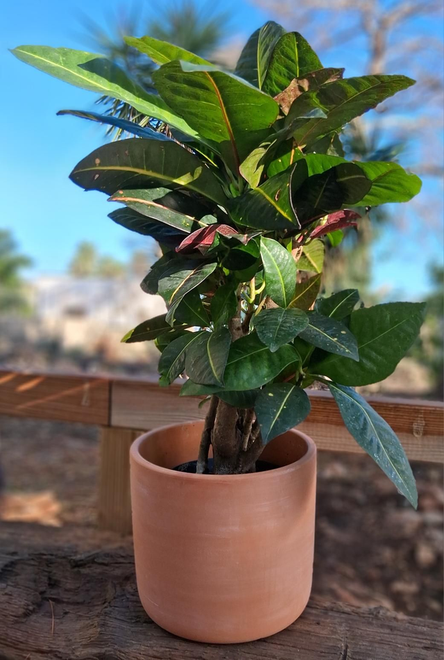 K21. Vaso cilindro in terracotta diam16