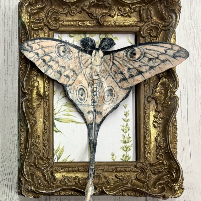 Vintage luna moth