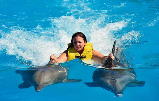Swim with dolphin 