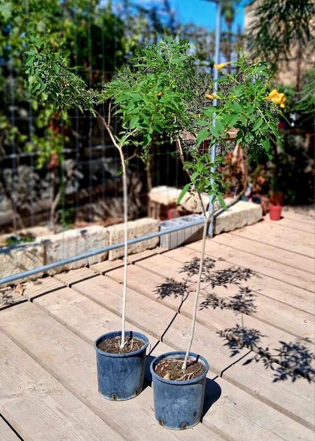 Q09 . Bignonia fiore giallo