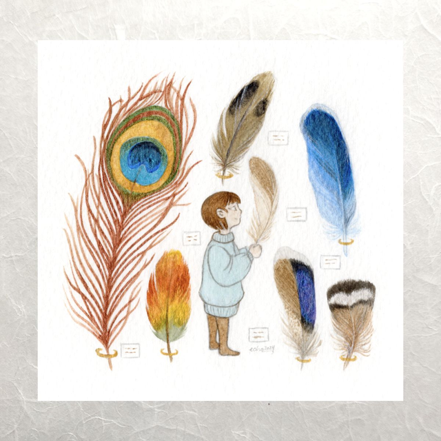 Collectors - Feathers