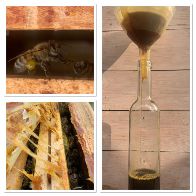 Miel et Propolis (préparation à base de)