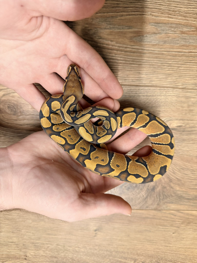 CB26 Hypo Het 50% Clown Male