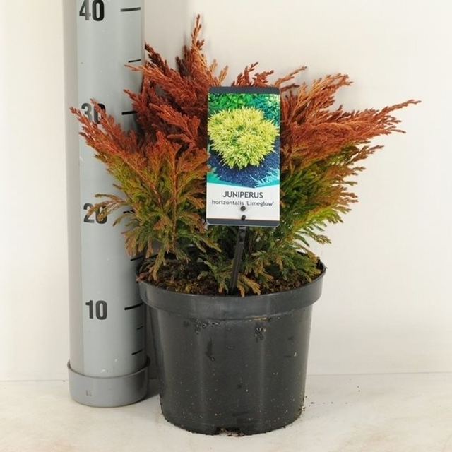 H06 . Juniperus horizontalis 'Limeglow'