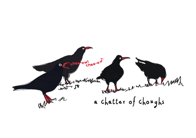 Greeting Card - 'Chatter of Choughs'
