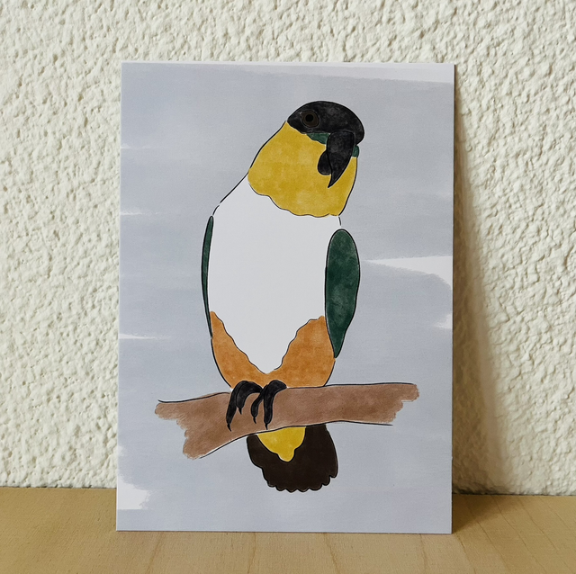 Ansichtkaart Zwartkop Caique, 10 x 15 cm
