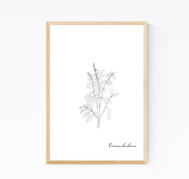 Basilic, ocimum basilicum