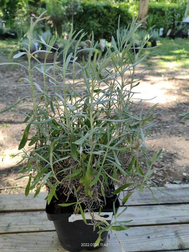 Lavandula 'Dutch' - C2l