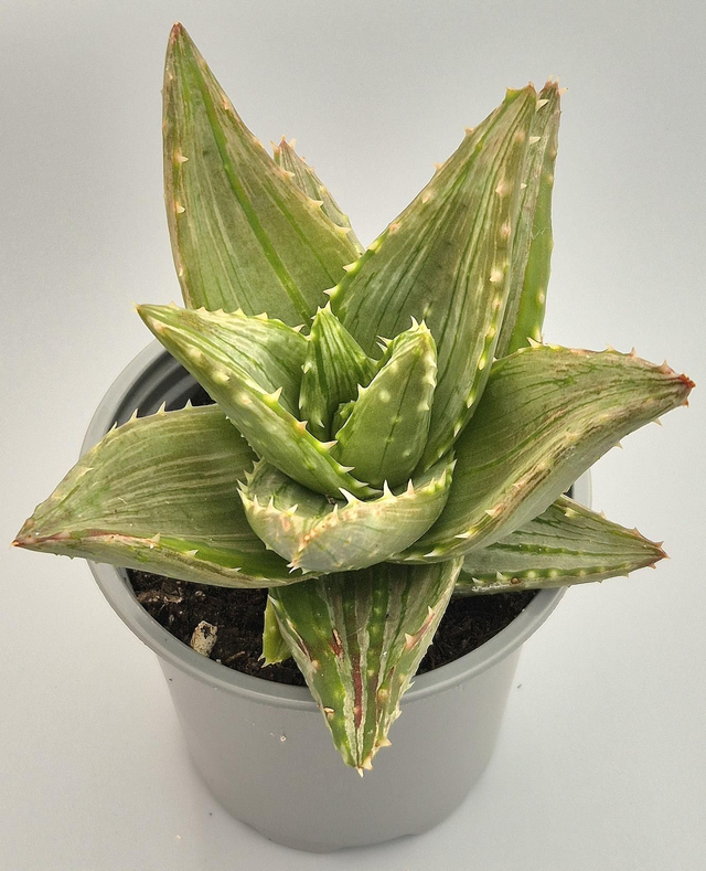 Aloe mitriformis ‘White stripes’ 
